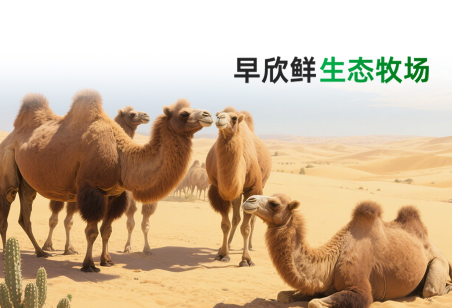 怎么才能买到真正的驼奶粉？看完此文您就明白了！